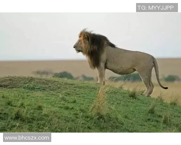 狮子化身绿茵巨星闪耀赛场引领球队书写辉煌传奇